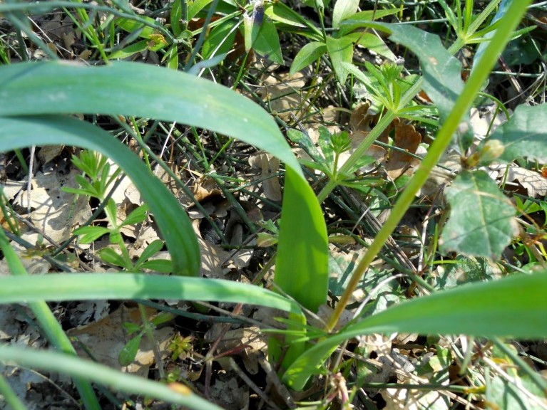 Muscari comosum